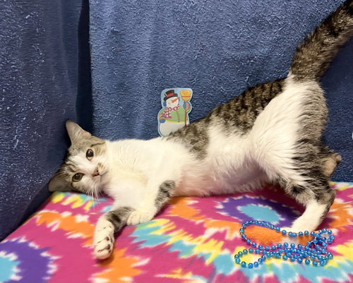 HONEY - Tabby / Domestic Short Hair available for adoption
