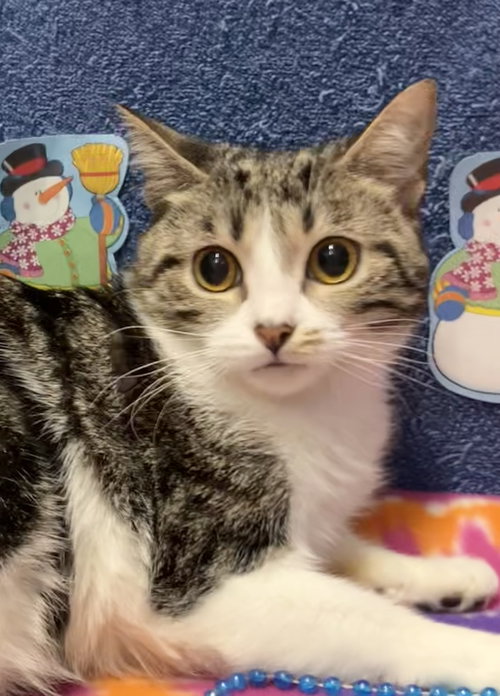 ELIZABETH TAYLOR - Tabby / Domestic Short Hair available for adoption
