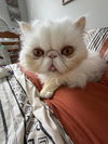 Duchess - Photo 1