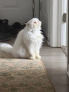 Duchess - Photo 3