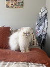 Duchess - Photo 4