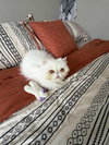 Duchess - Photo 2