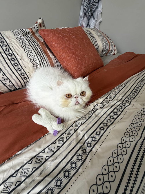 DUCHESS - Domestic Long Hair / Persian available for adoption