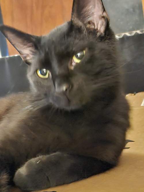 Zack (bonded to Zero), Adult Domestic Short Hair / Mixed (short coat), cat for adoption in Lancaster, Ohio