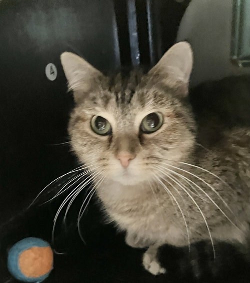 BONNIE - Tabby / Domestic Short Hair available for adoption