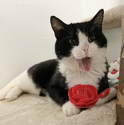 ELLIOT - Domestic Short Hair available for adoption