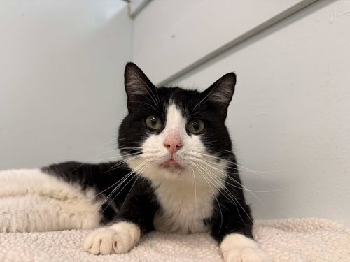 ELLIOT - Domestic Short Hair available for adoption