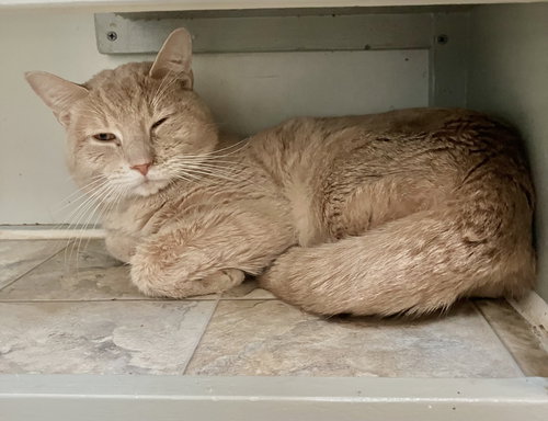 Ilya, Adult Domestic Short Hair / Mixed (short coat), cat for adoption in Lancaster, Ohio