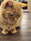 King Candy - Photo 1