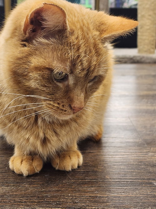 King Candy, Adult Domestic Short Hair / Mixed (short coat), cat for adoption in Lancaster, Ohio