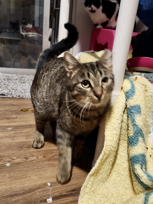 ZEUS - Tabby / Domestic Short Hair available for adoption