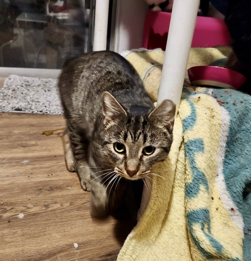 ZEUS - Tabby / Domestic Short Hair available for adoption