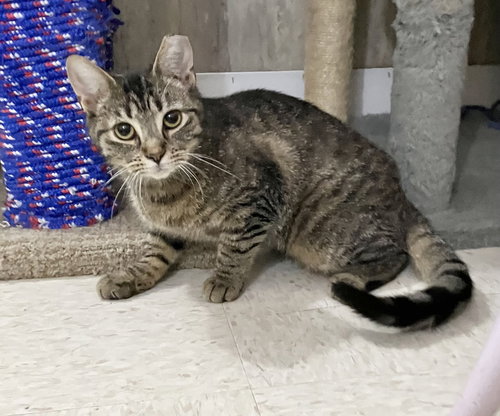 ZIGGY - Tabby / Domestic Short Hair available for adoption