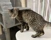 Ziggy - Photo 4