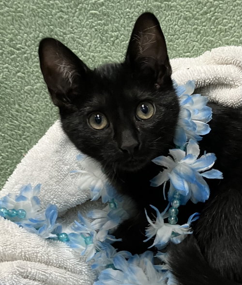 picture of the cat needing adoption