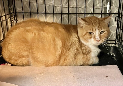 MARLEY - Domestic Short Hair available for adoption