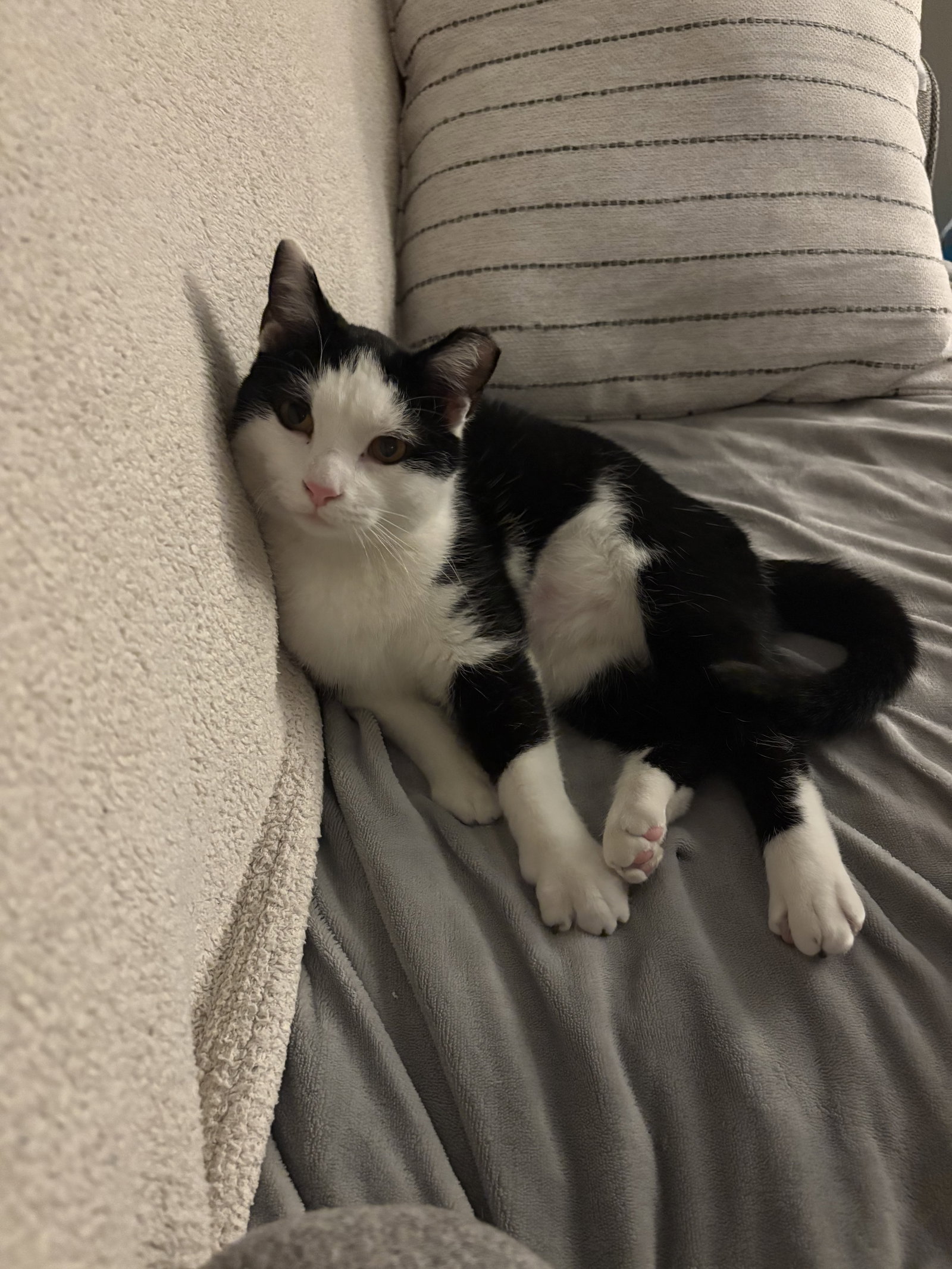 Buddy Image