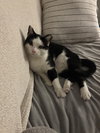 Buddy - Photo 1