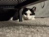 Buddy - Photo 3