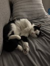 Buddy - Photo 2