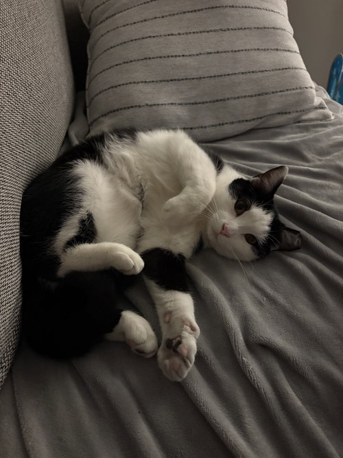 BUDDY - Domestic Short Hair available for adoption