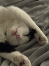 Buddy - Photo 4