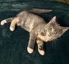 Dasher - Photo 1