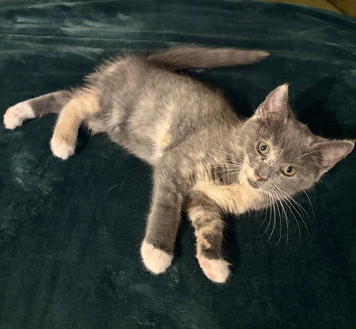 DASHER - Domestic Short Hair available for adoption