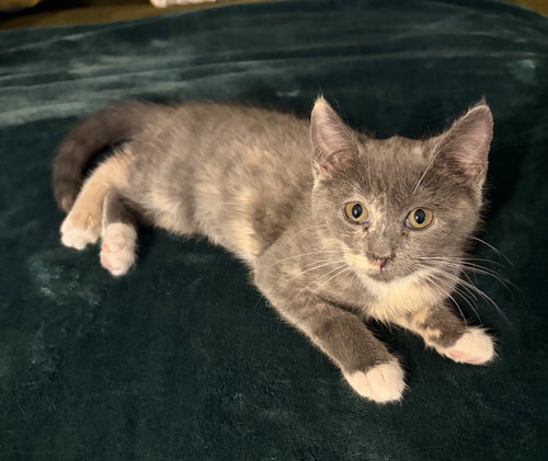 DASHER - Domestic Short Hair available for adoption
