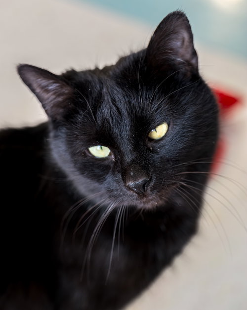 WALL - E - KBC - Domestic Short Hair available for adoption
