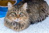 Mufasa - KBC - Photo 2