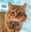 Mufasa - KBC - Photo 1