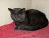Boris - Photo 8