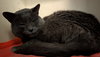Boris - Photo 7