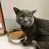 Boris - Photo 5