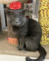 Boris - Photo 6