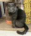 Boris - Photo 4