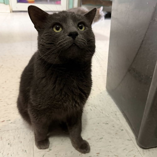 Boris, an adoptable Domestic Short Hair in Dublin, OH