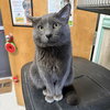 Boris - Photo 2