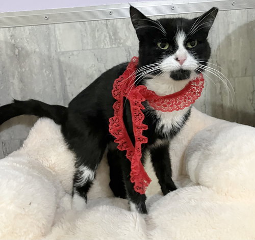 GEMMA - Domestic Short Hair available for adoption