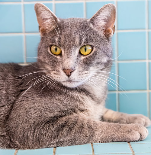 BROCCOLI ROB - KBC - Tabby / Domestic Short Hair available for adoption