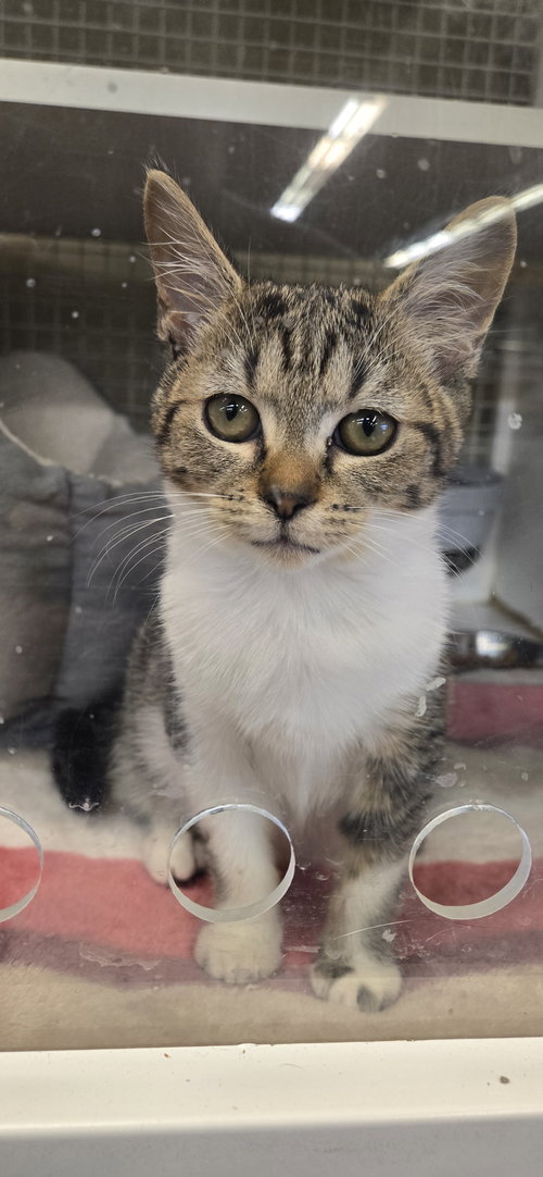 Louise, Young Domestic Short Hair / Mixed (short coat), cat for adoption in Lancaster, Ohio