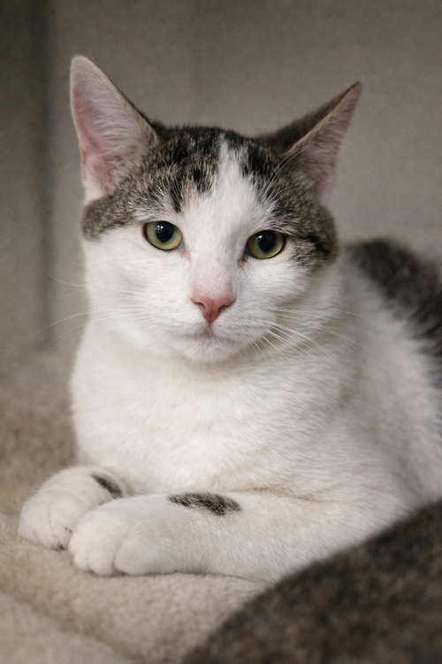 Thelma, Young Domestic Short Hair / Mixed (short coat), cat for adoption in Lancaster, Ohio