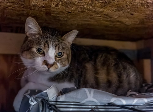 BROOKS - Tabby / Domestic Short Hair available for adoption