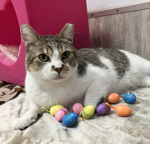 Brooks, Adult Tabby / Domestic Short Hair / Mixed (short coat), cat for adoption in Lancaster, Ohio