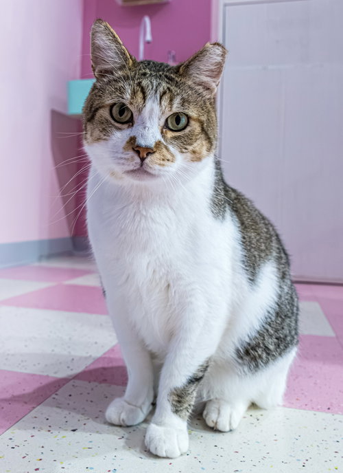 BROOKS - KBC - Tabby / Domestic Short Hair available for adoption