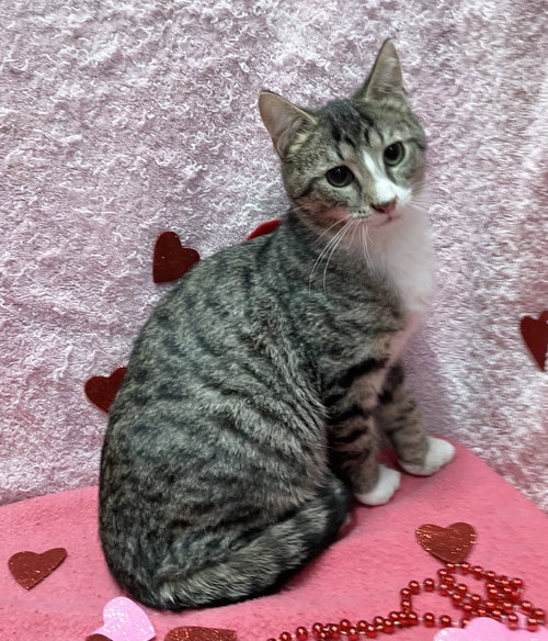 JAX - Tabby / Domestic Short Hair available for adoption