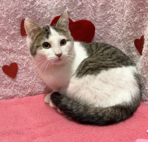 JUNIPER - Domestic Short Hair / Tabby available for adoption