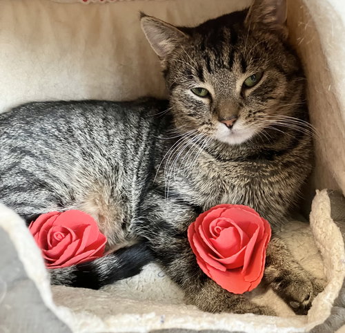 DION - Tabby / Domestic Short Hair available for adoption