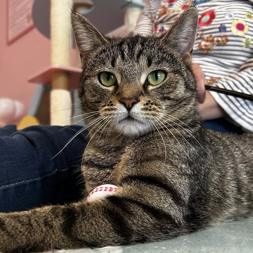 Dion - KBC, Adult Tabby / Domestic Short Hair / Mixed (short coat), cat for adoption in Lancaster, Ohio
